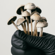 meilleurs champignons adaptogènes